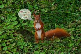 Where is my nut ?